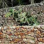 Masseria Gianferrante *